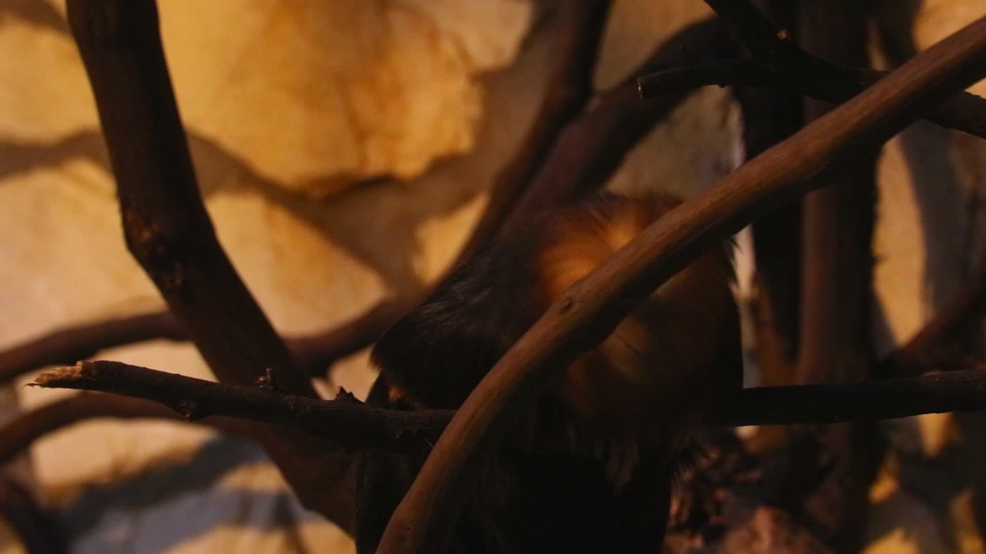 一只可爱的小猴子坐在树上视频的预览图