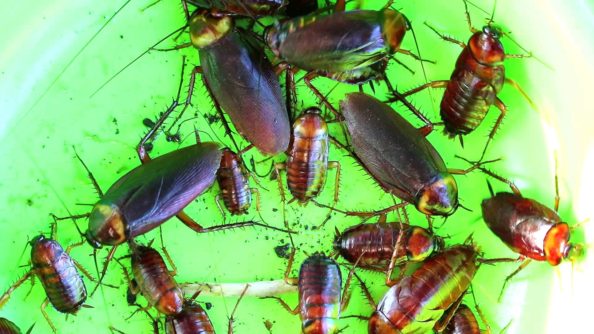 蟑螂在绿色塑料板里吃其他动物的剩菜视频的预览图