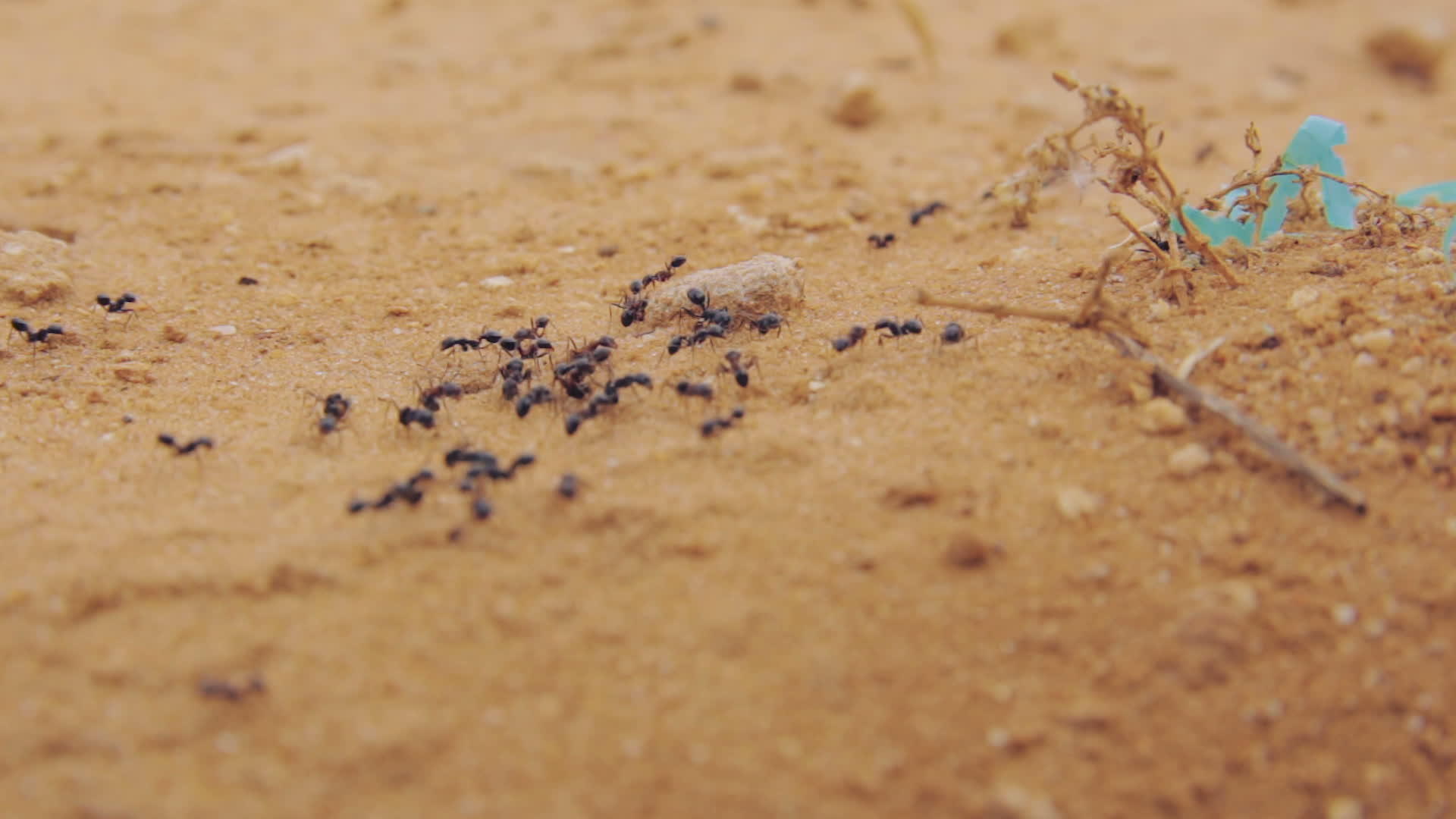 一群黑蚂蚁视频的预览图