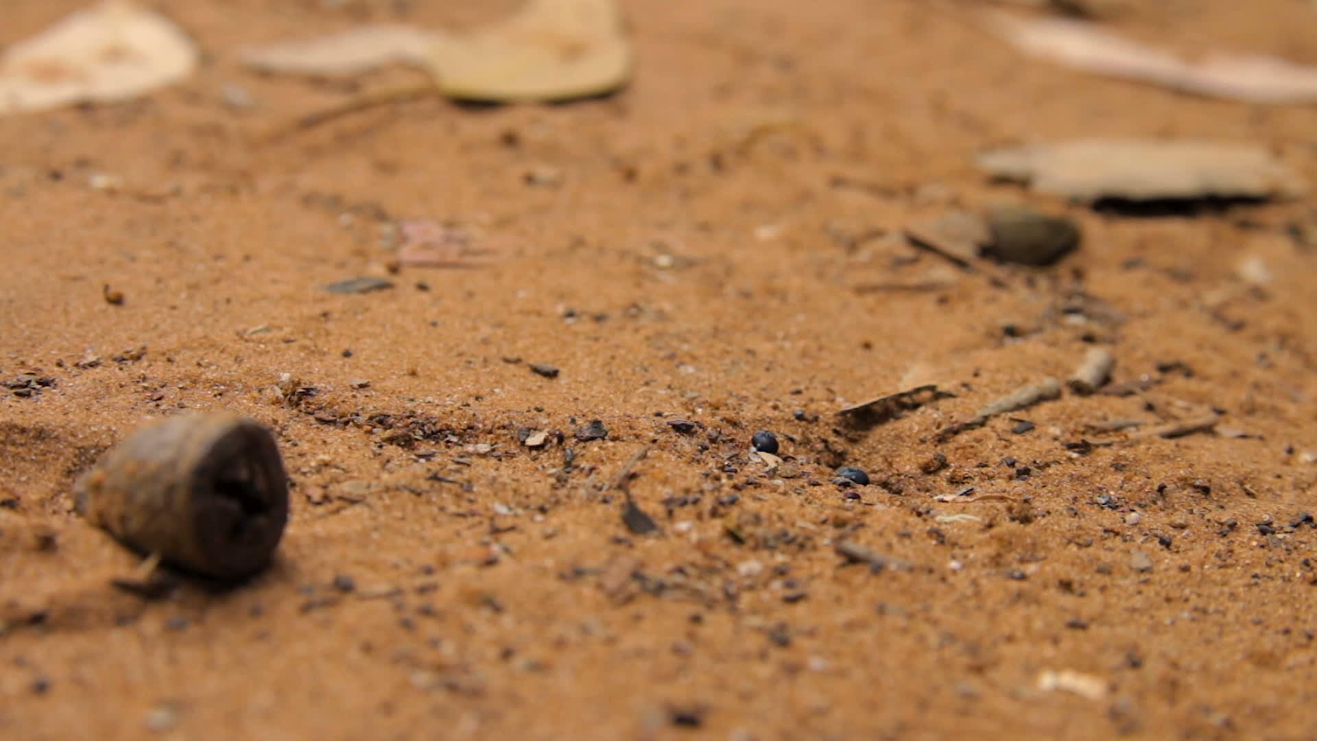 一群棕色的蚂蚁在泥土上行走视频的预览图