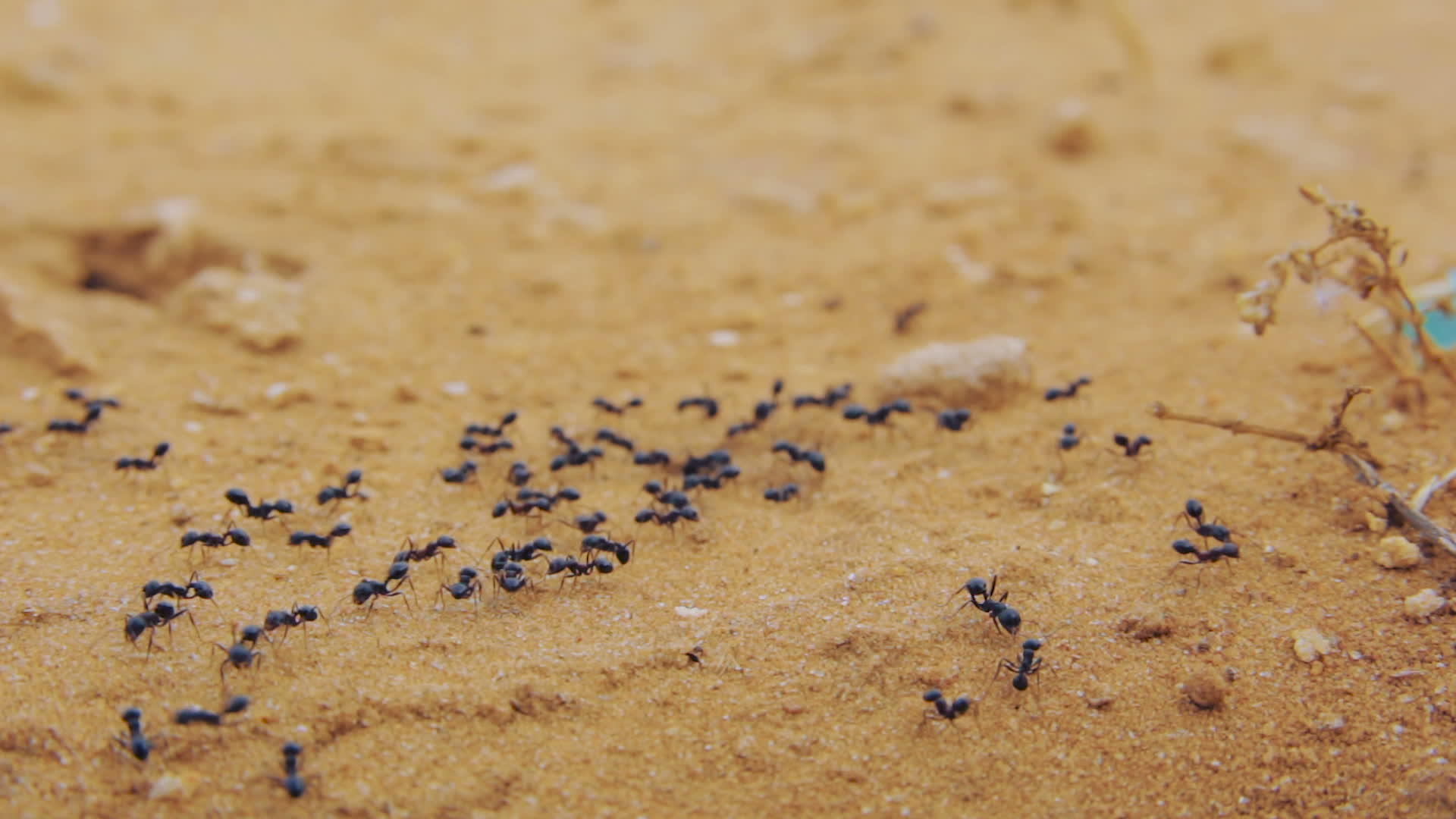 一群黑蚂蚁在土壤上行走视频的预览图