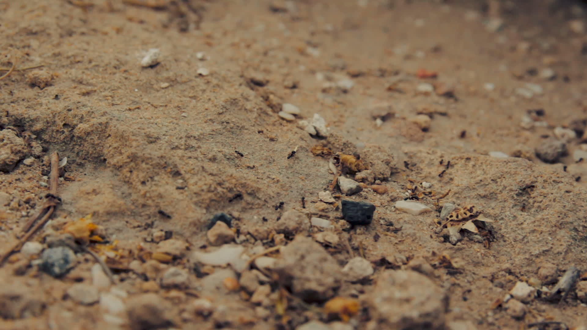 一群黑蚂蚁在土壤上行走视频的预览图