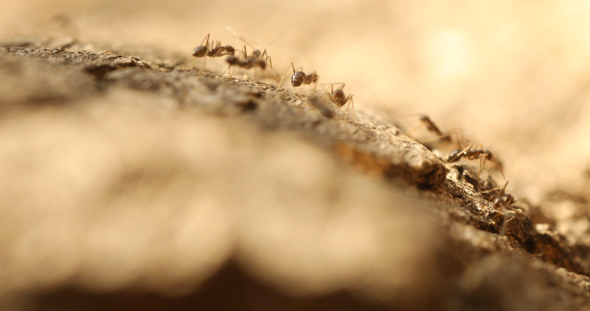 树上的蚂蚁视频的预览图