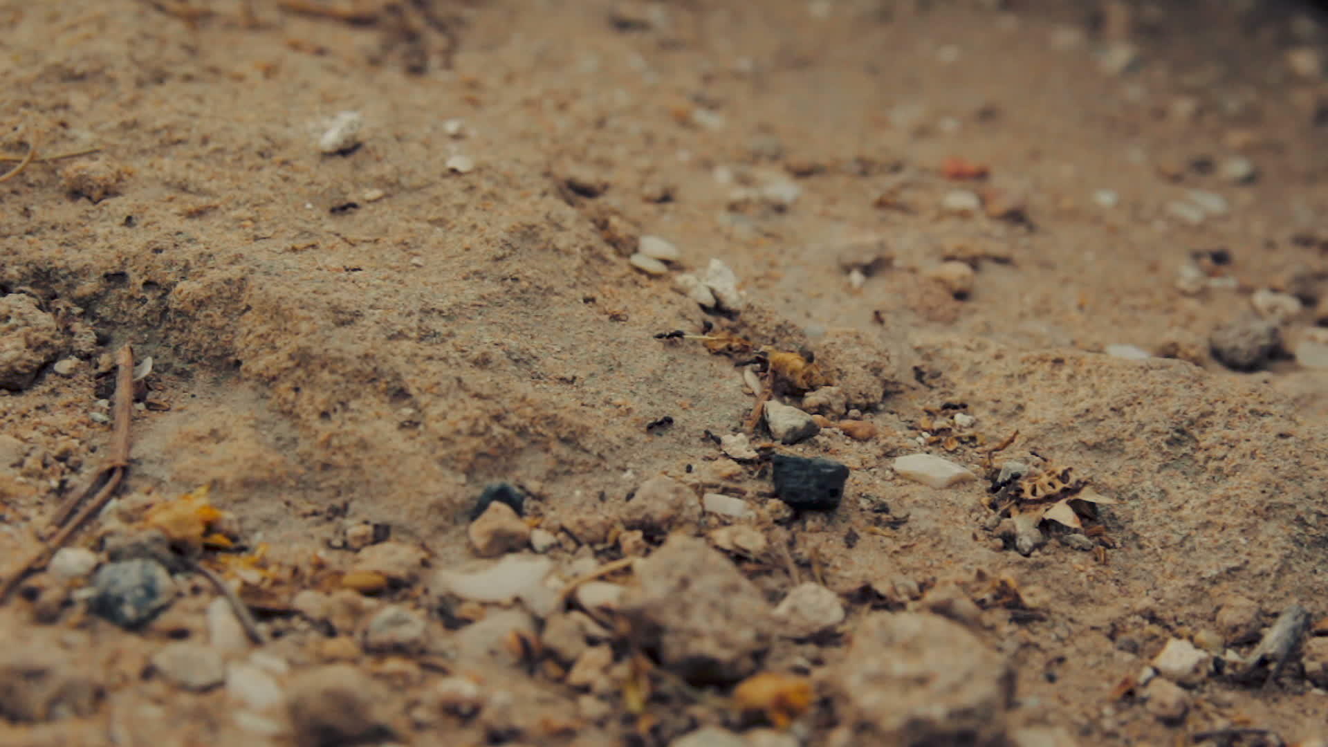 一组黑蚂蚁在土壤上行走的近视镜头视频的预览图