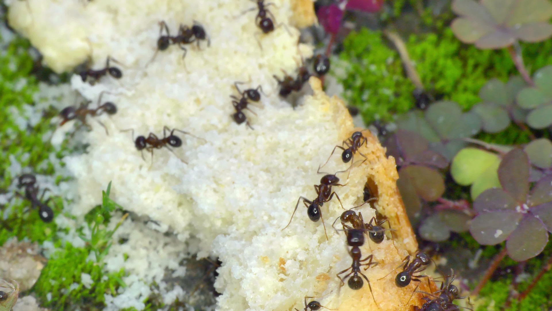 吃面包的蚂蚁视频的预览图
