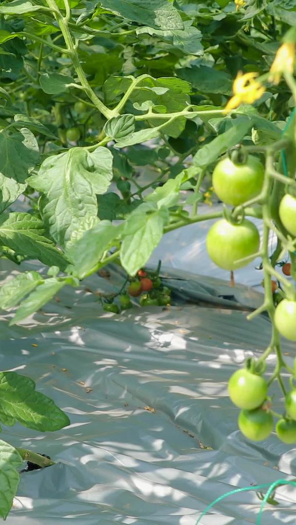 小型番茄种植园视频的预览图