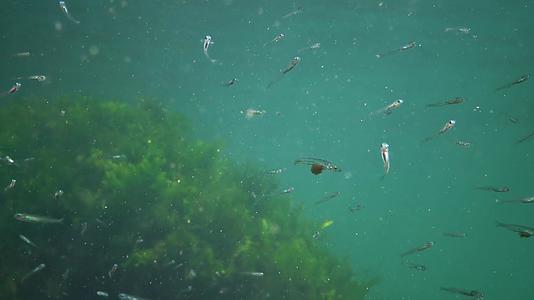 海藻海浮游生物视频的预览图