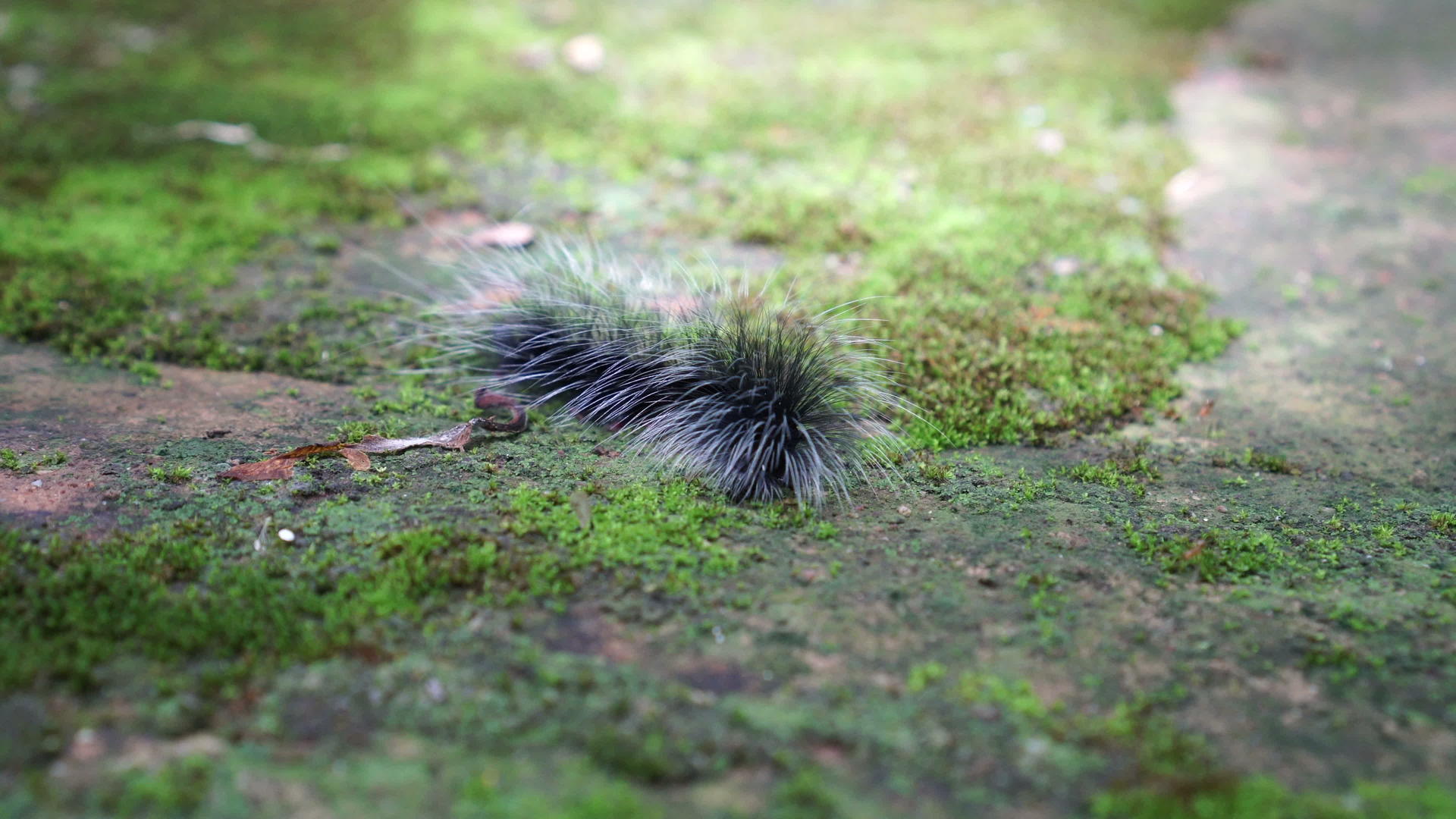 黑毛毛虫在潮湿的森林中爬行视频的预览图