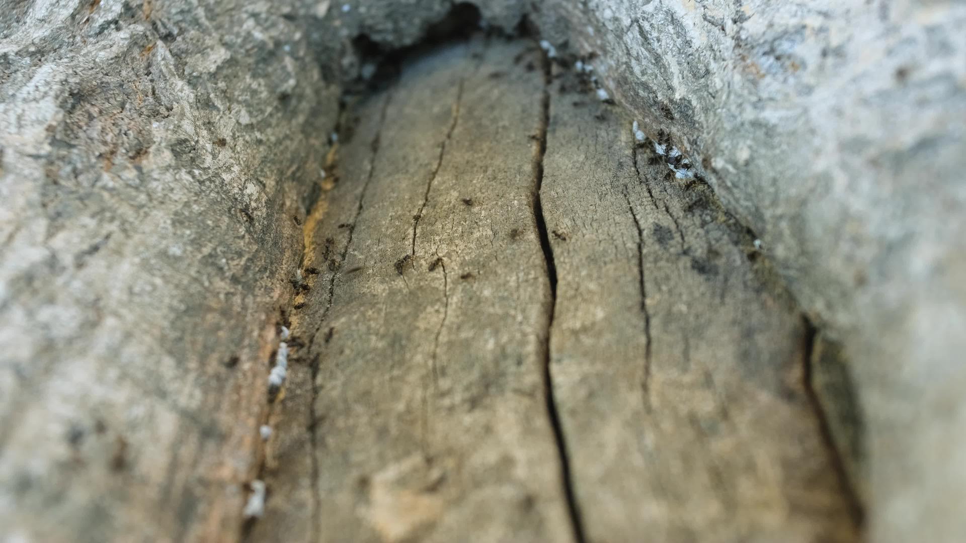 蚂蚁在白色幼虫之间的树皮上奔跑视频的预览图