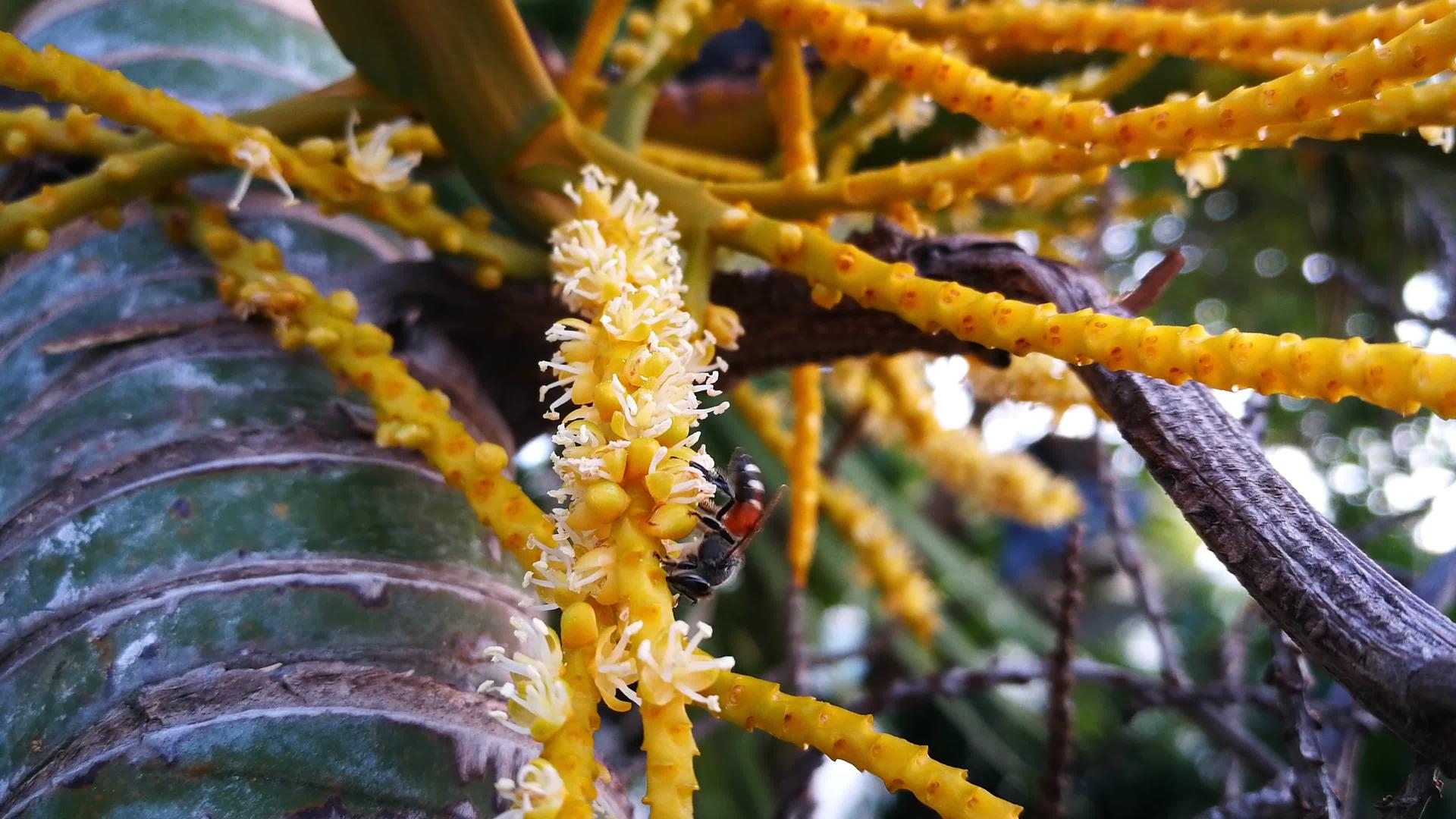 小蜜蜂授粉蝴蝶棕榈或金甘蔗棕榈视频的预览图