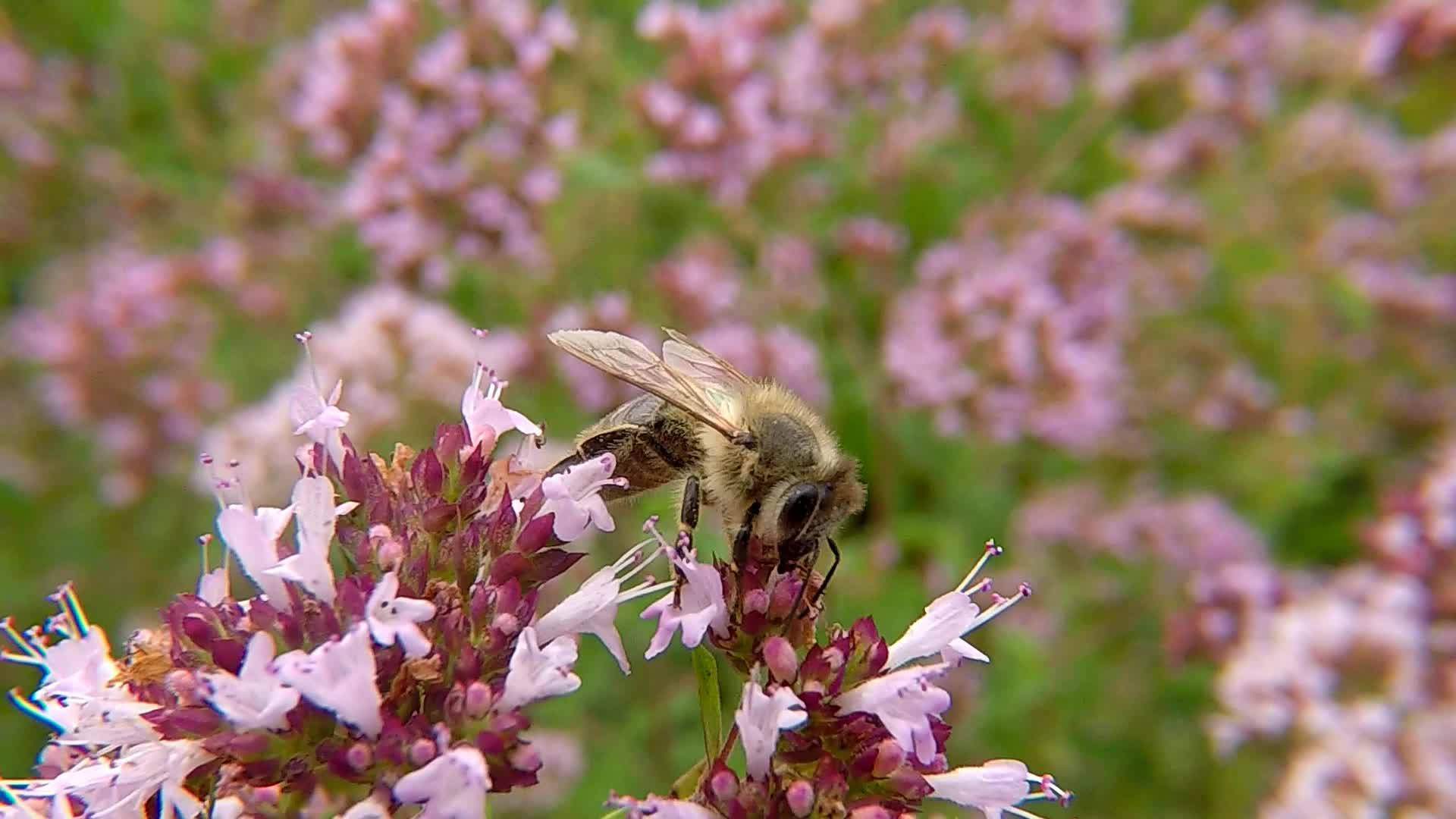 在德国蜜蜂在野生牛食的花朵上视频的预览图