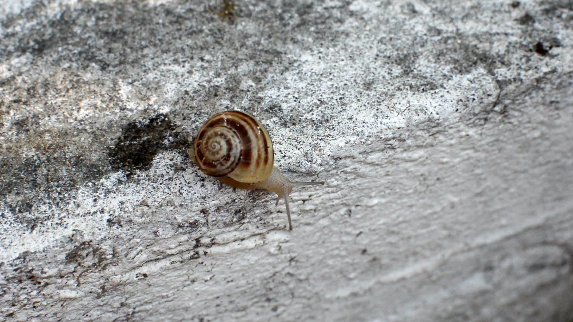 蜗牛在墙上移动视频的预览图