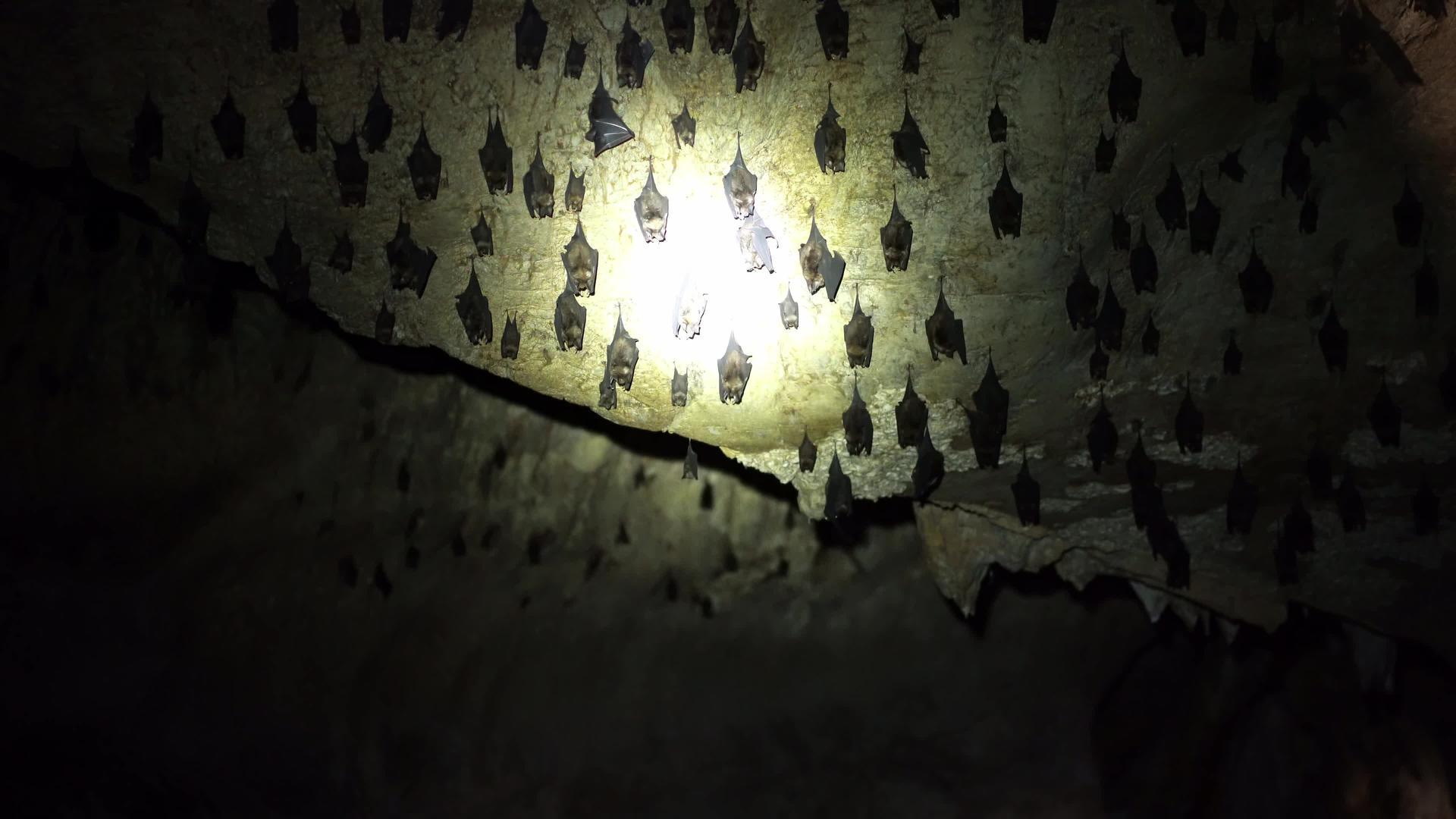 用手电筒穿过毛骨悚然的蝙蝠洞视频的预览图