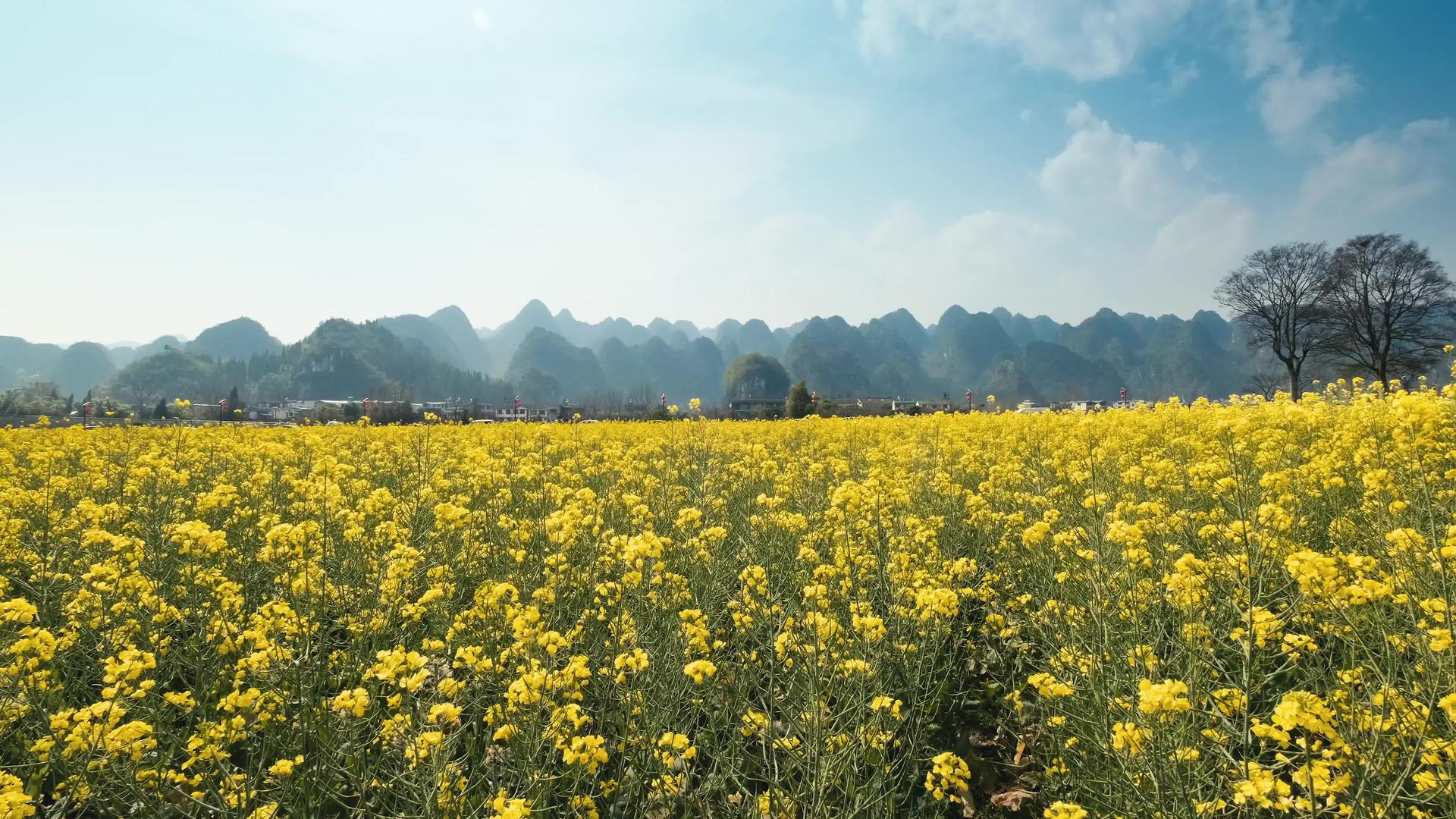 贵州万峰林油菜花风景视频的预览图