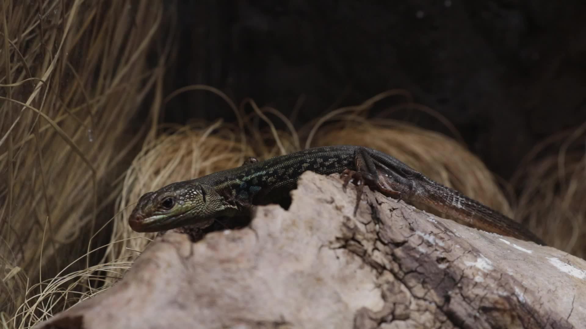 一只小蜥蜴在树上视频的预览图