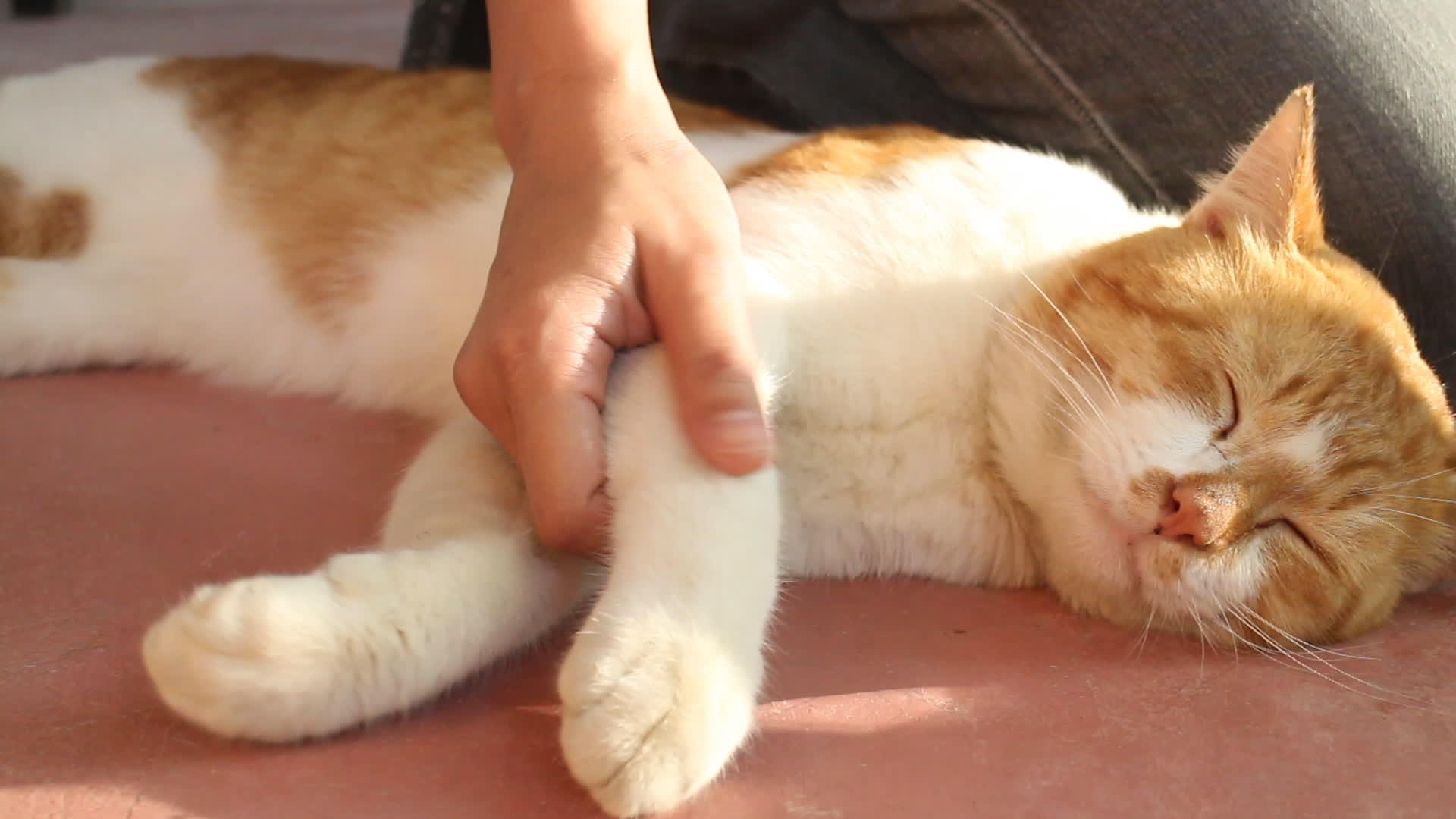 爱抚可爱的猫视频的预览图