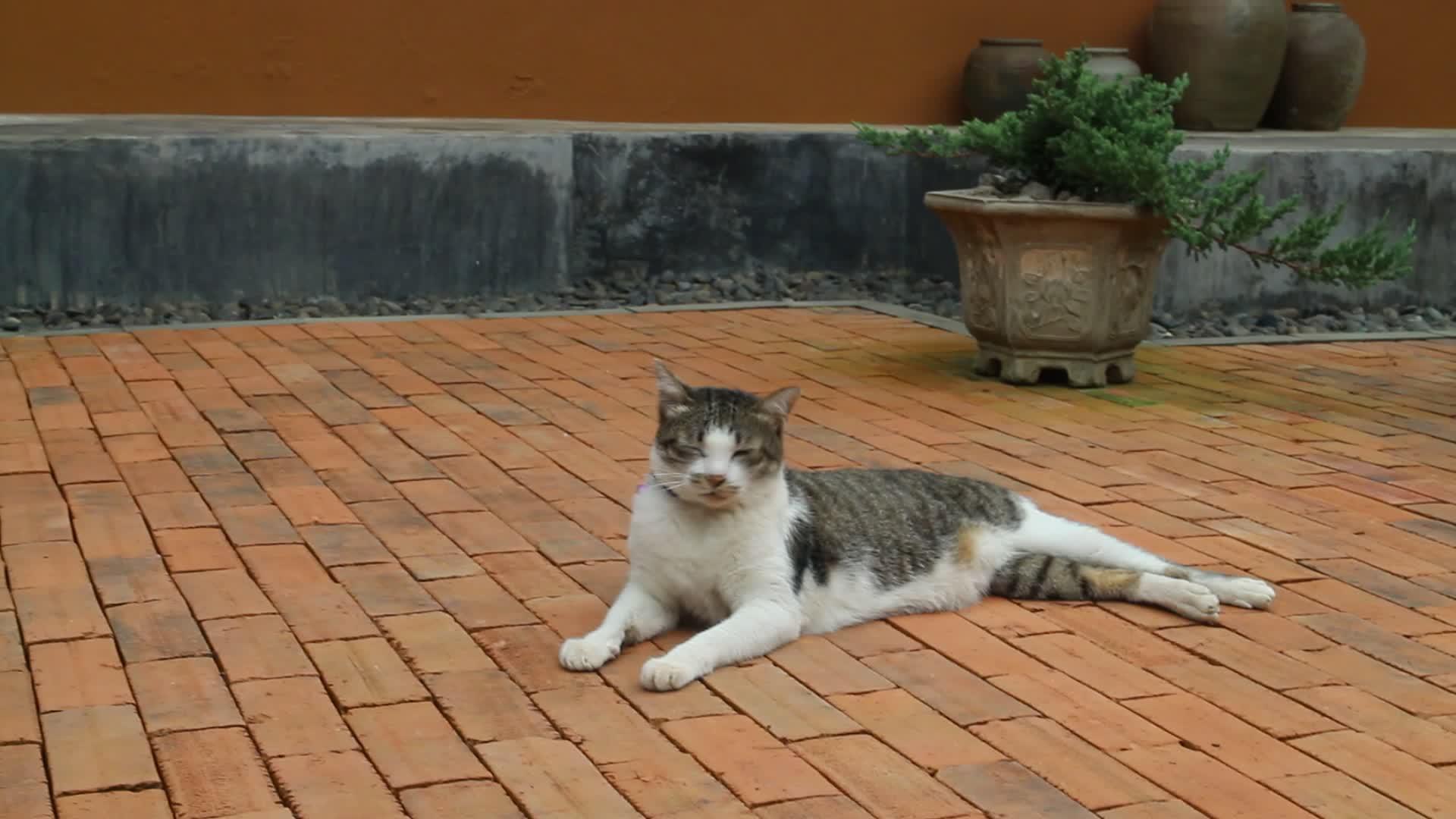 健康的猫在古老的花园里视频的预览图