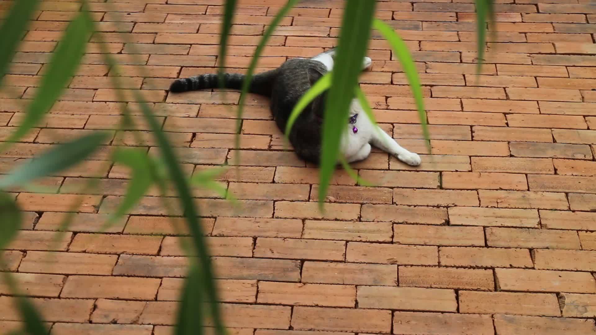 砖地板上的猫视频的预览图