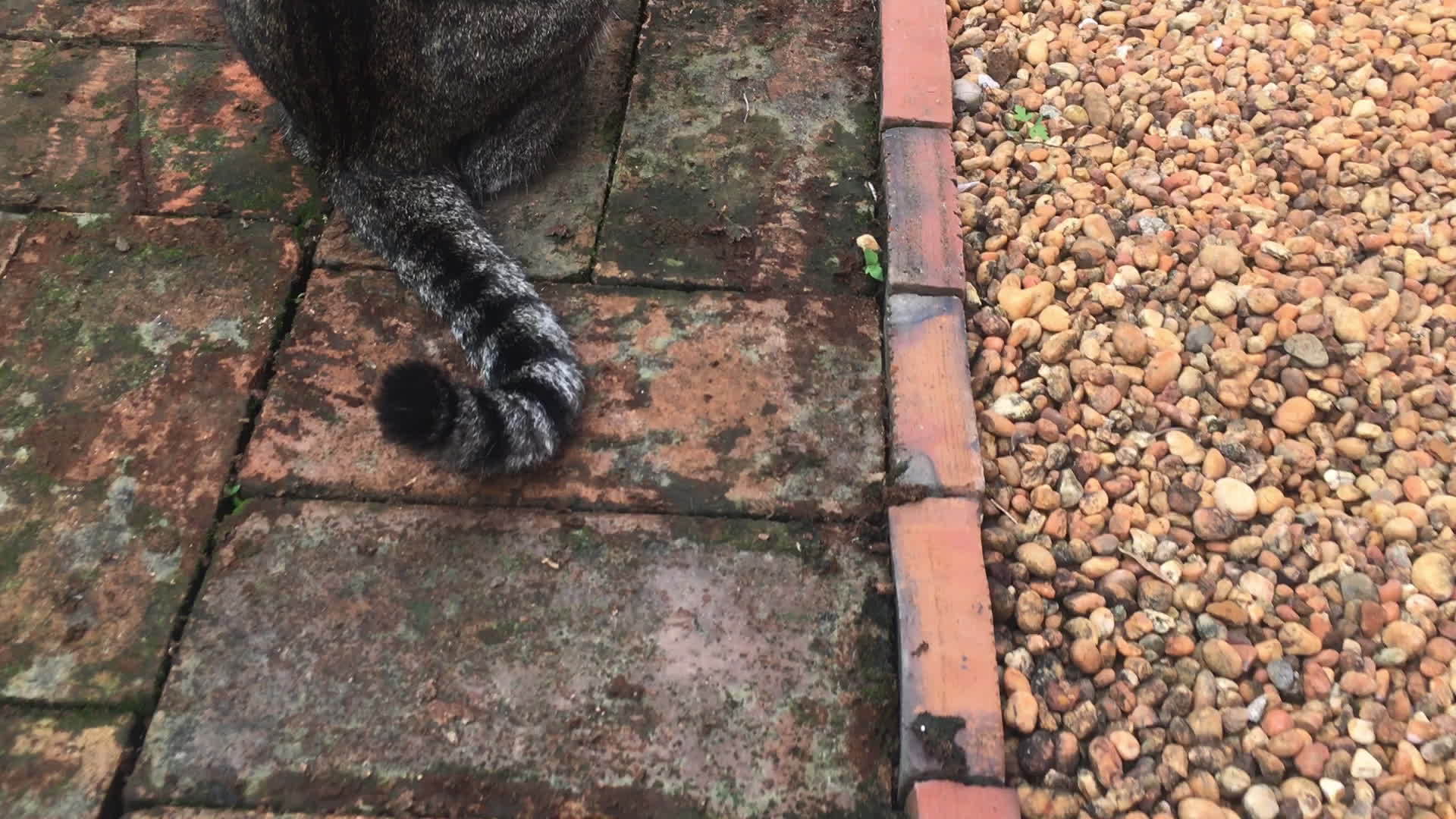 家里花园里的家猫视频的预览图