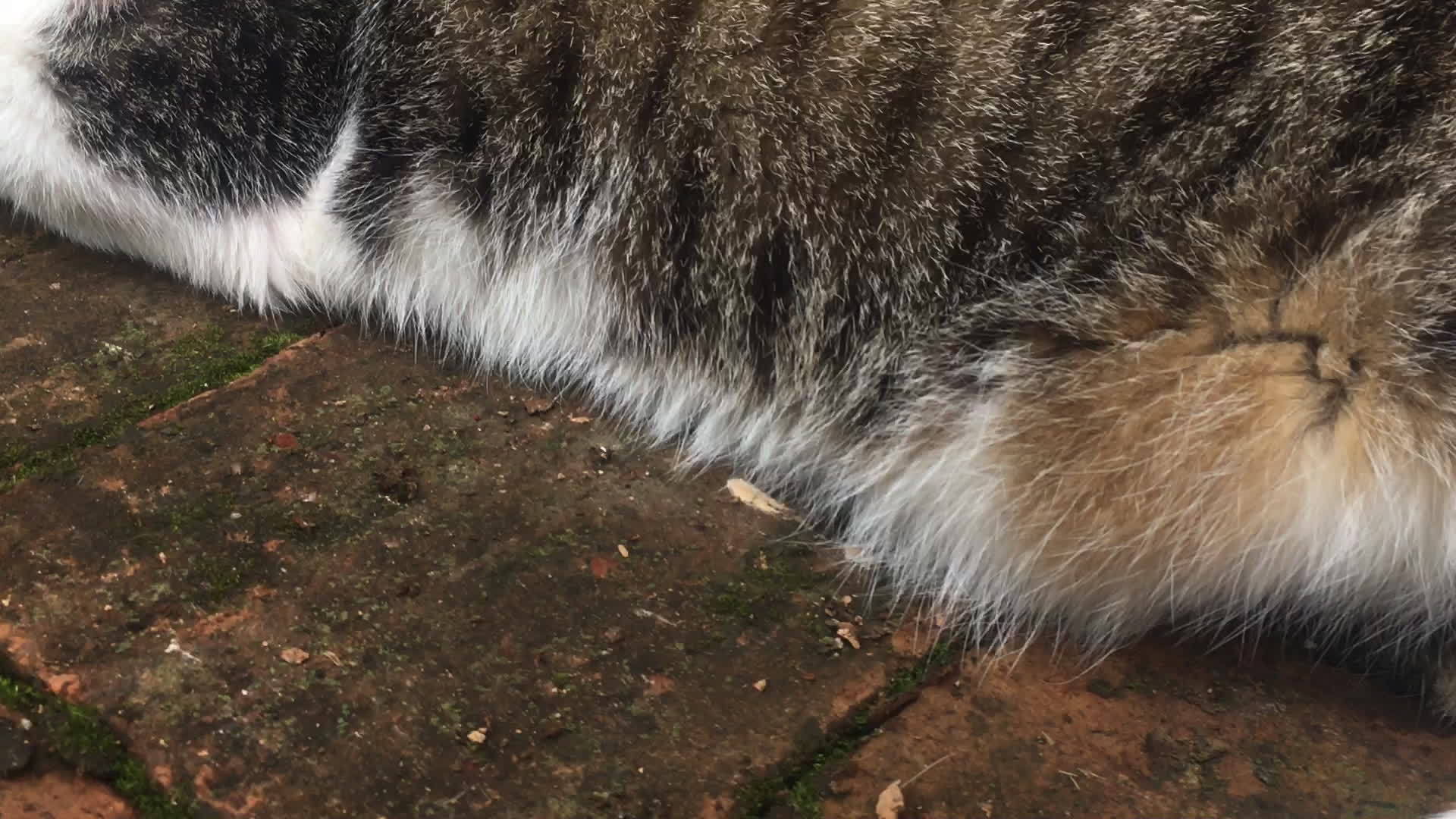 家里花园里的猫视频的预览图