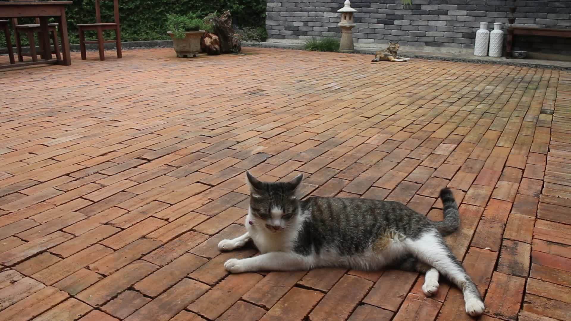 在古老的家庭花园里快乐的猫视频的预览图