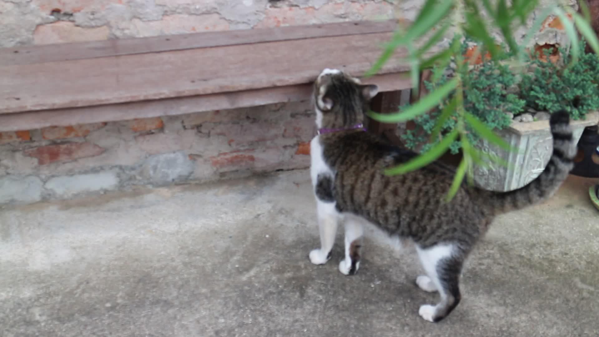 古老花园里的猫视频的预览图