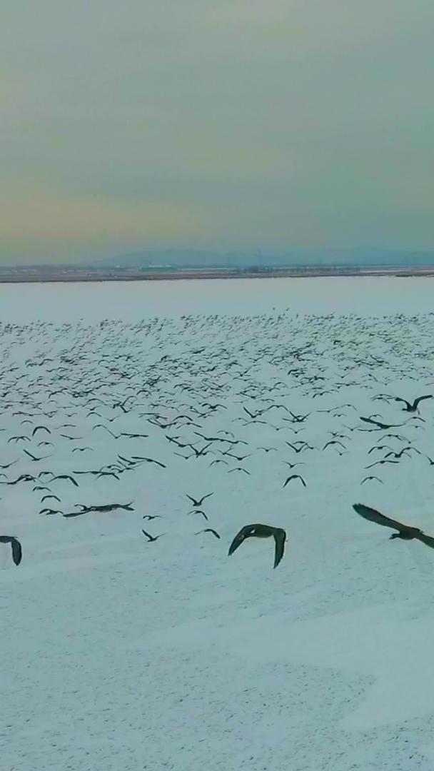 冬天鸟儿飞过天空视频的预览图