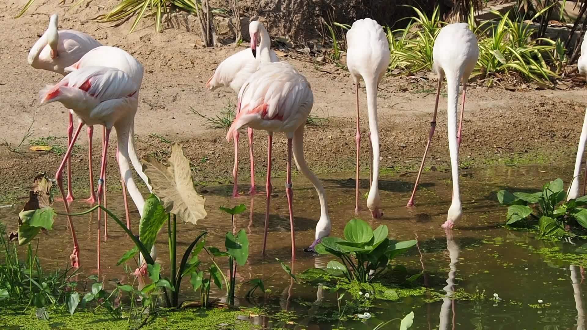 一组火烈鸟饮用水视频的预览图