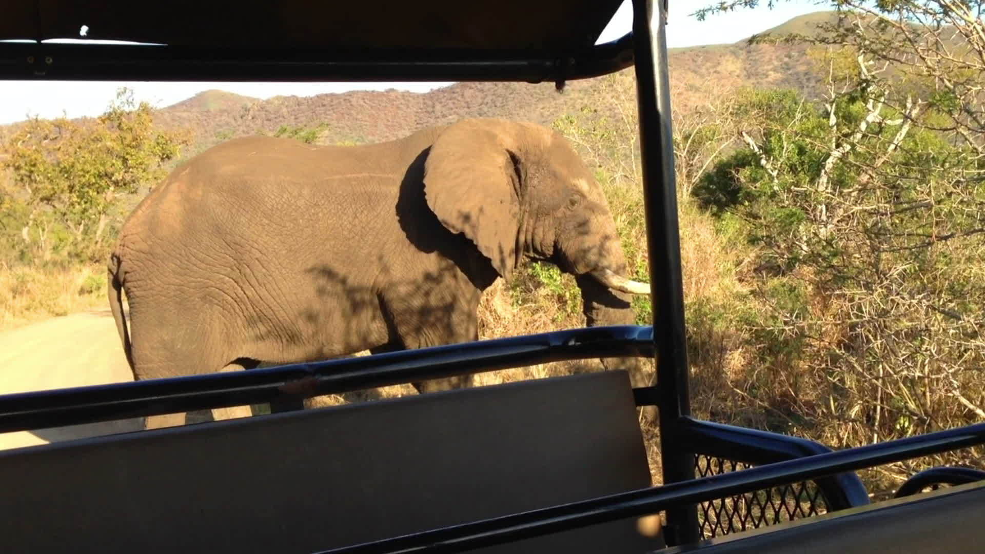 野生大象视频的预览图