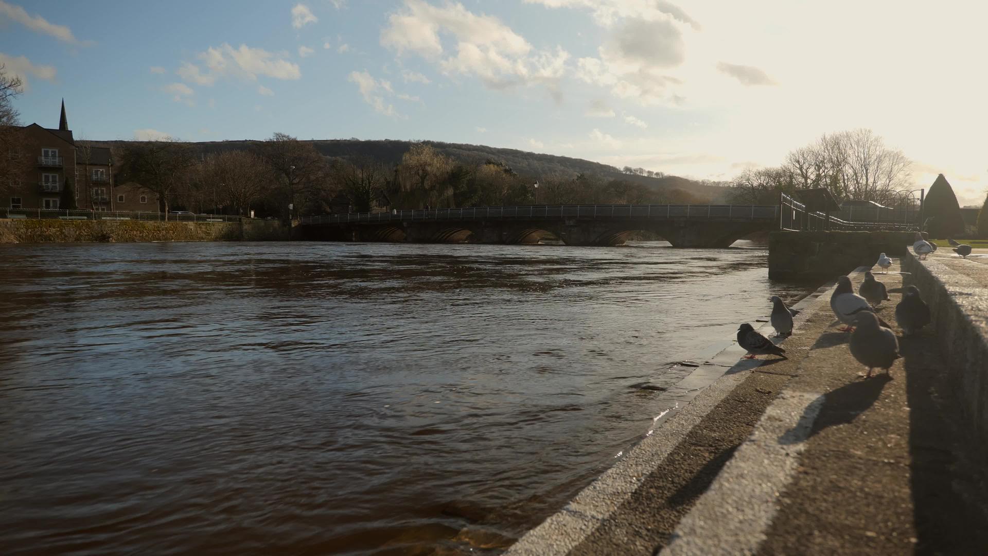 一群鸽子坐在河床上视频的预览图