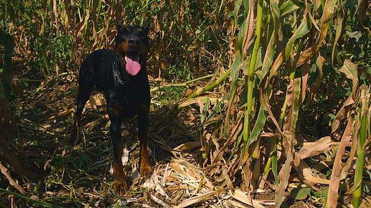 多伯曼狗站在玉米田里流口水视频的预览图