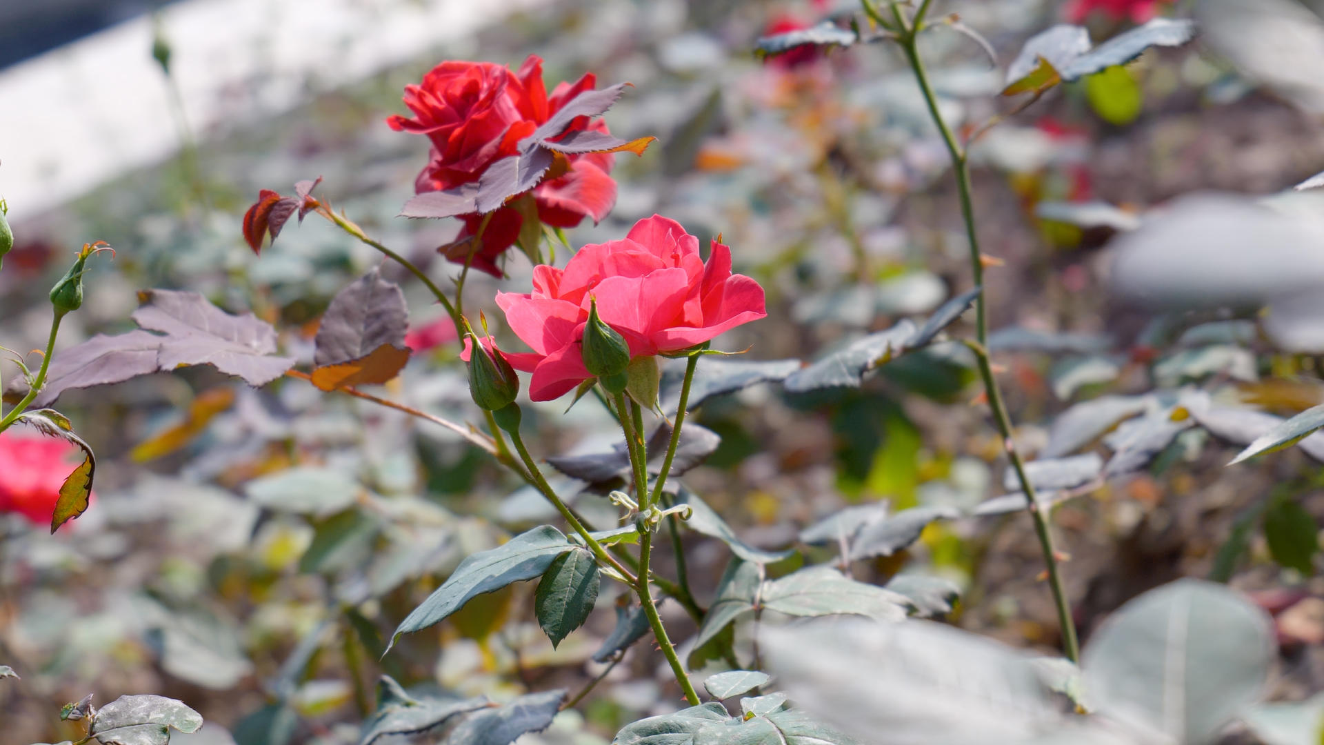4K实拍唯美夏日花园红玫瑰盛开视频的预览图