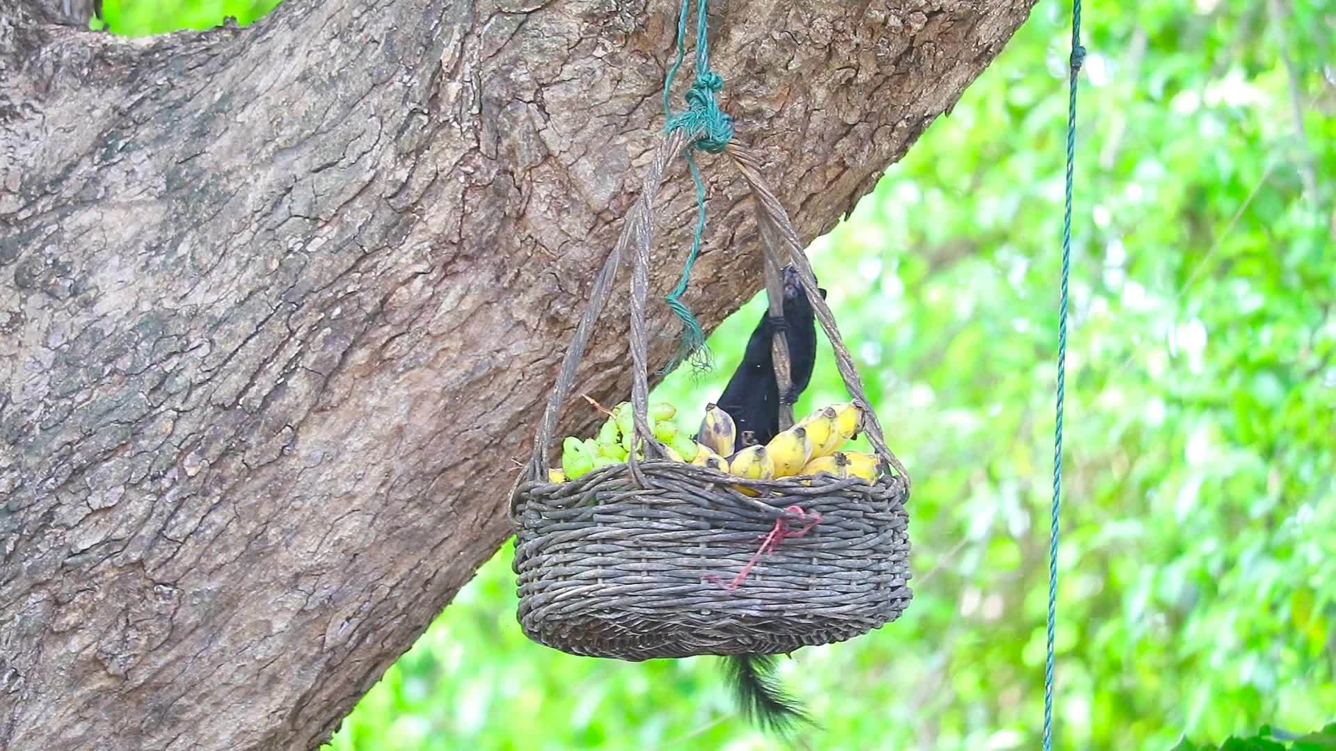 黑松鼠在树上的篮子里吃水果视频的预览图