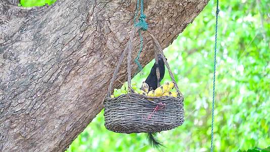 黑松鼠在树上的篮子里吃水果视频的预览图