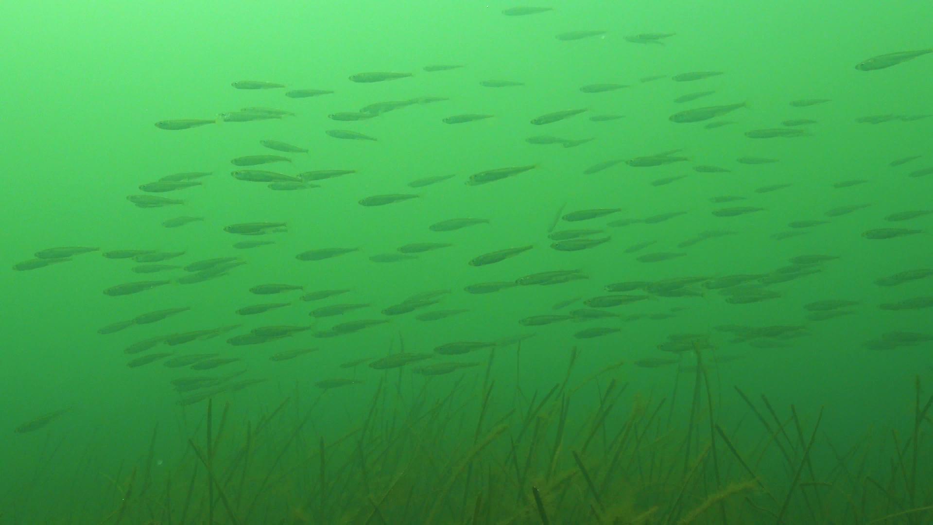 一大群小鱼在绿藻海上喷洒视频的预览图