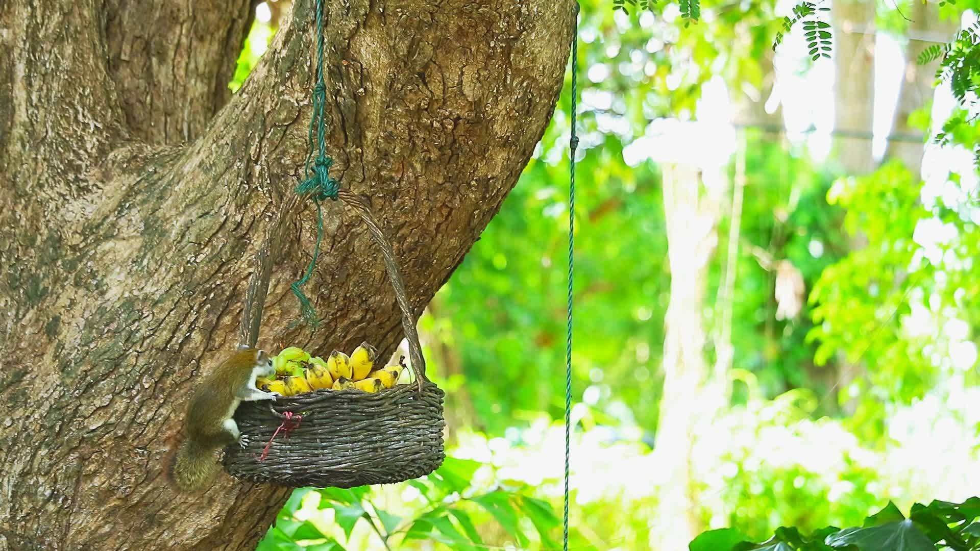 篮子里的水果挂在树上视频的预览图