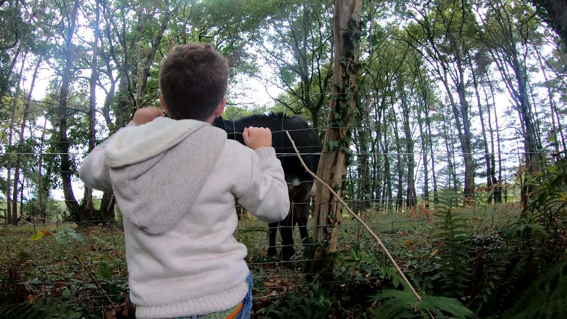 小男孩在户外看驴子视频的预览图