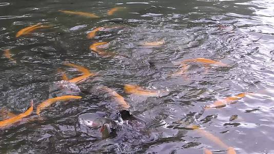 金色的虹鳟鱼冲进养鱼场的水里视频的预览图