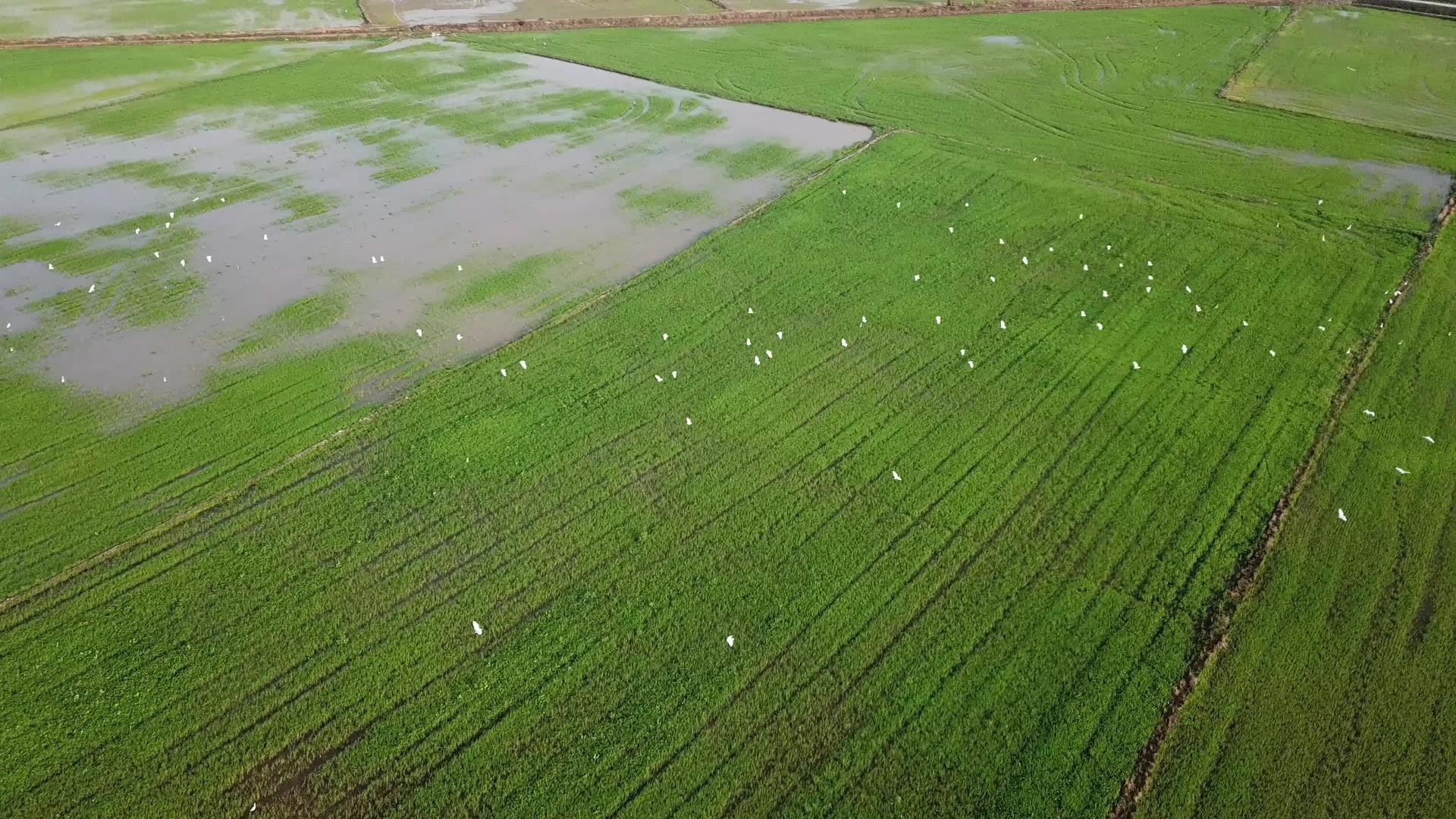 鸟儿在稻田里飞翔视频的预览图