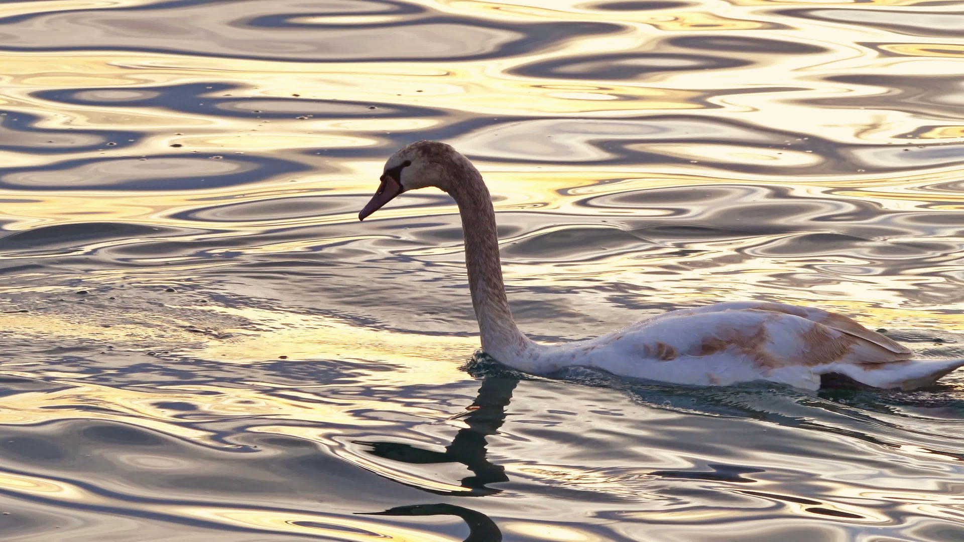 天鹅在湖中游泳视频的预览图