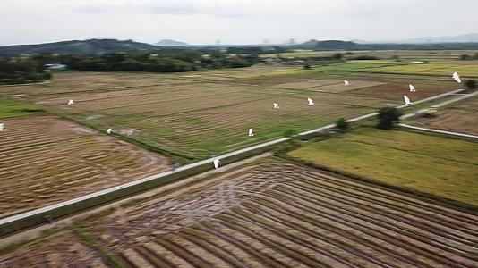 稻田里的灰色鸟类视频的预览图