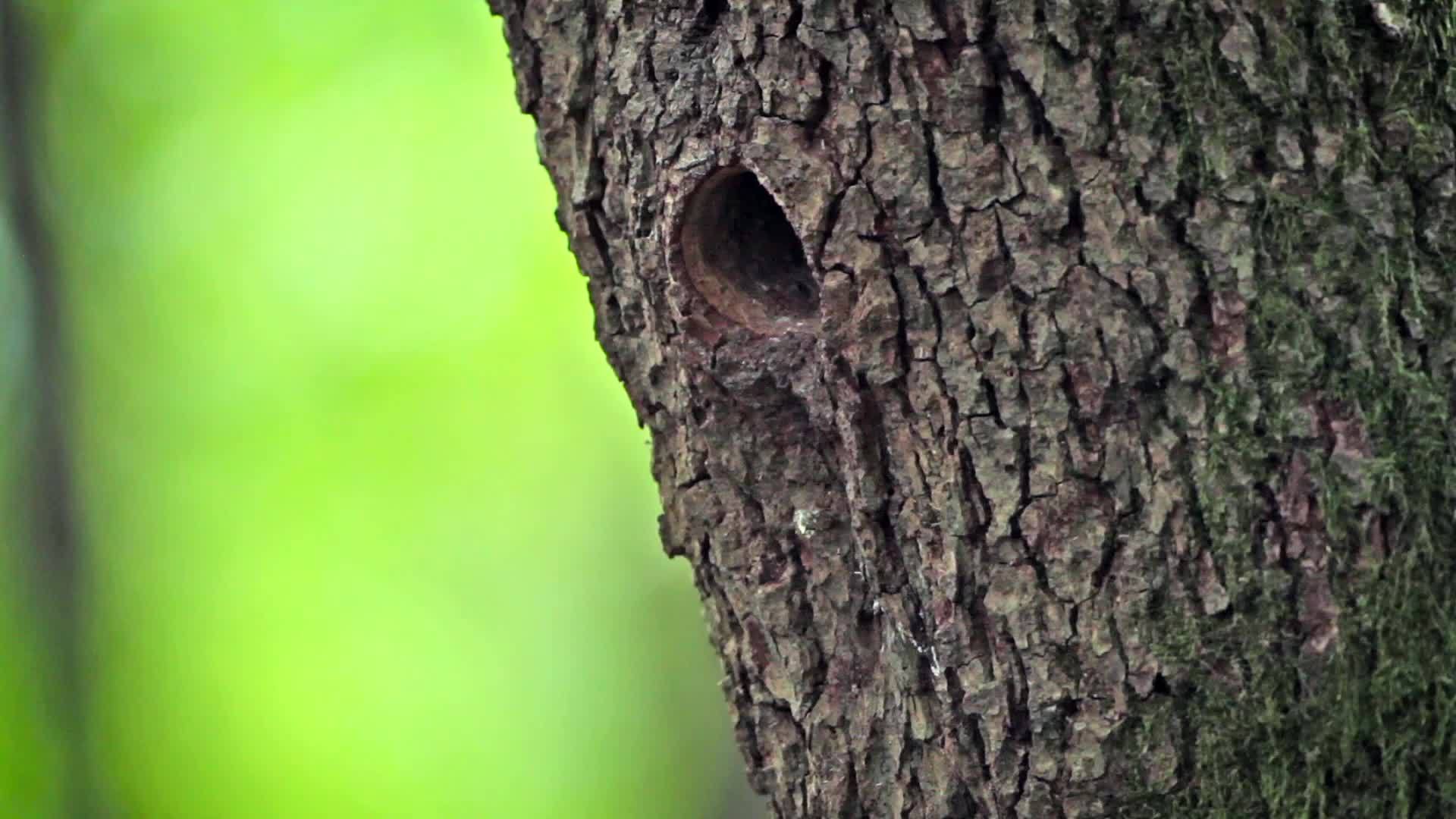 树洞中的鸟视频的预览图