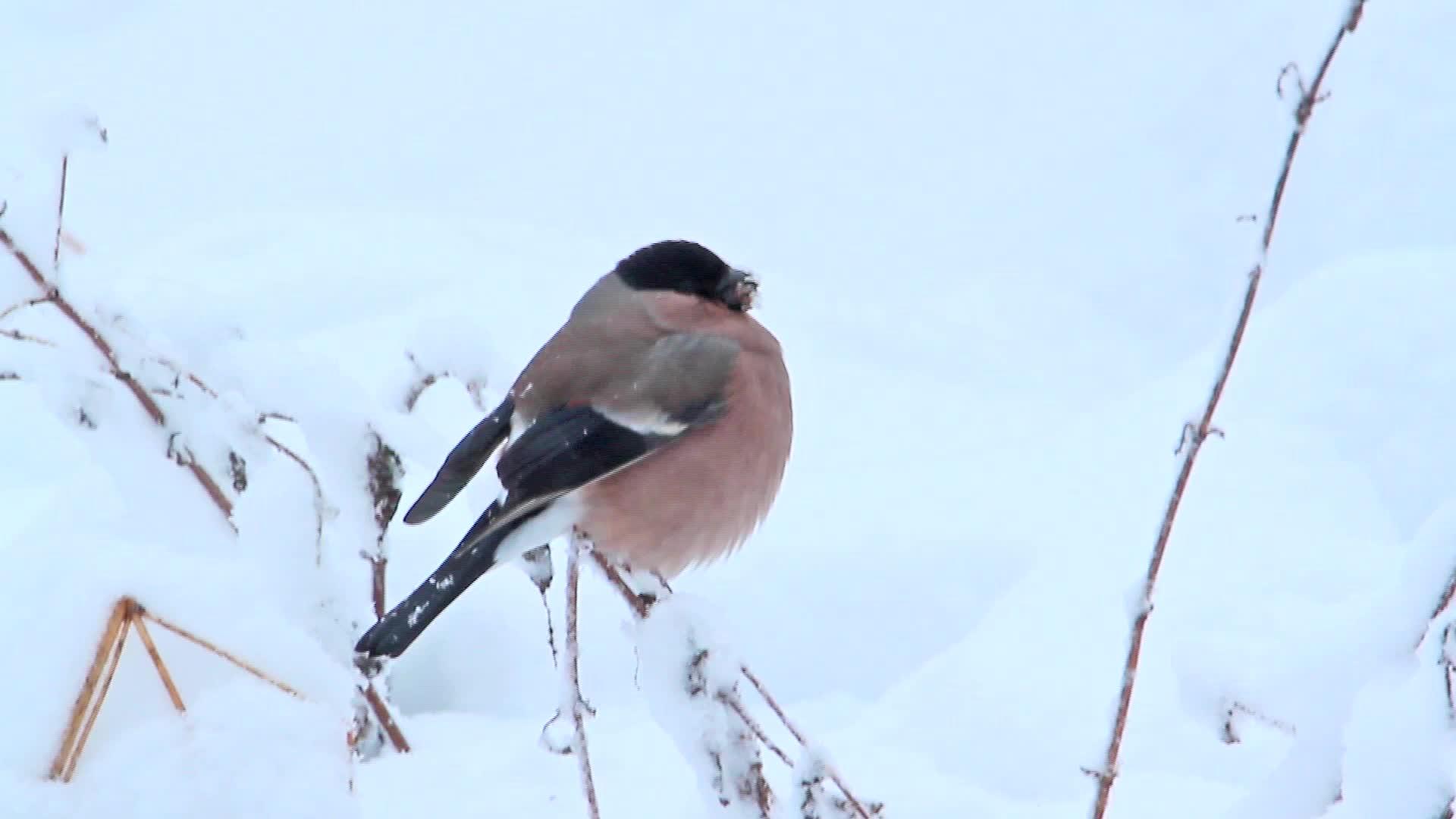 红腹灰雀在法兰西州视频的预览图