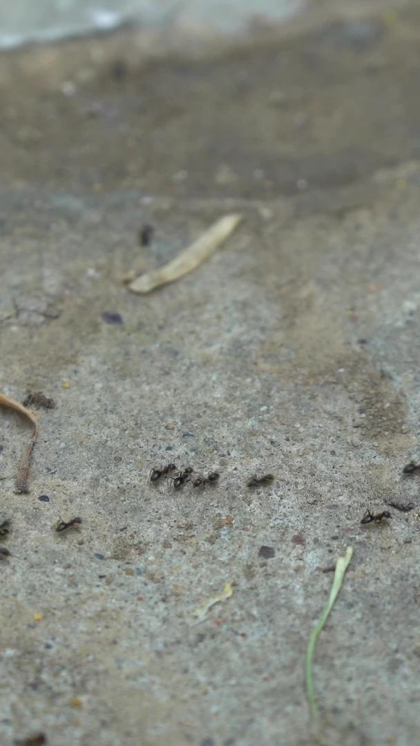 小蚂蚁排队等候视频的预览图