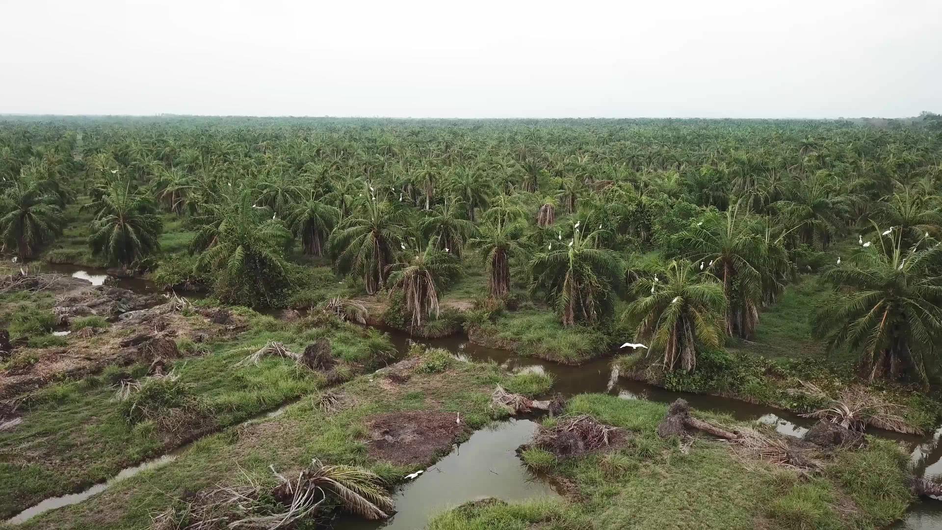 精液留在油棕榈树的树枝上视频的预览图