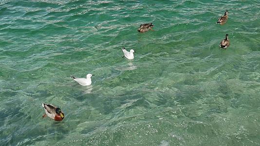 海鸥和野鸭在南岛皇后镇瓦卡提普湖游泳视频的预览图