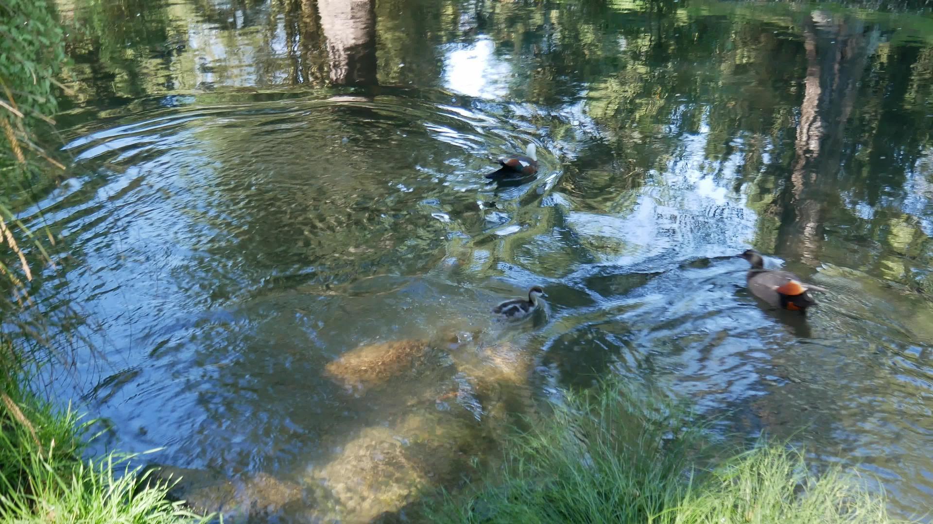 一只野鸭飞进园的河里视频的预览图