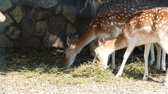 鹿在动物园里吃草视频的预览图