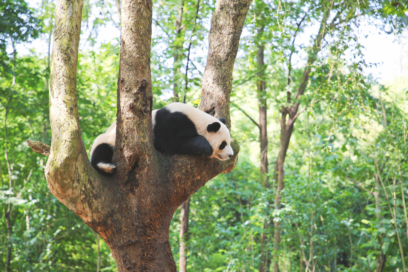 成都大熊猫繁育研究基地视频的预览图