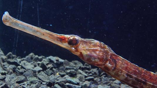 辛格纳图斯的头目和眼睛黑色海洋宽鼻水管鱼视频的预览图